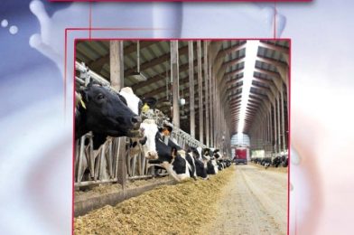 تغذیه و پرورش گاو شیری(3)